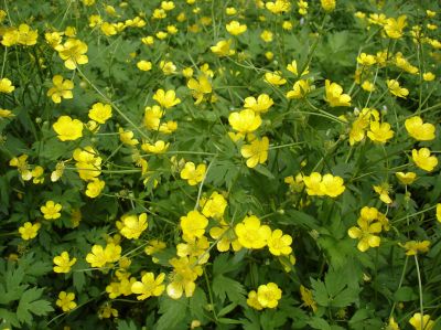 Creeping Buttercup Removal - Weed Removal Cotuit, Massachusetts
