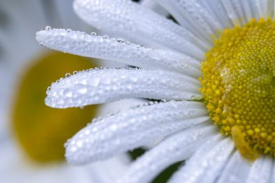 Daisy Removal - Weed Removal Cotuit, Massachusetts