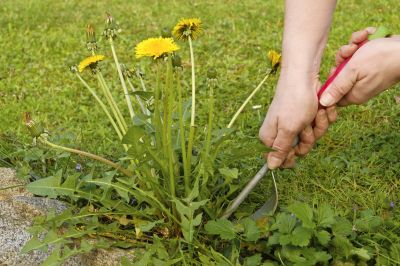 Dandelion Removal - Weed Removal Cotuit, Massachusetts