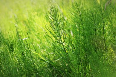 Horsetail Weed Removal - Weed Removal Cotuit, Massachusetts