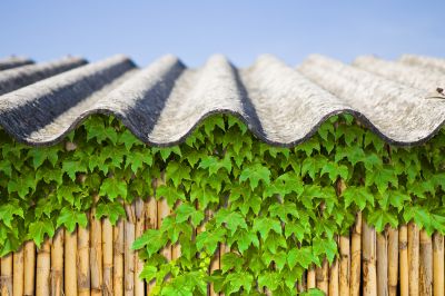 Poison Oak Removal - Weed Removal Cotuit, Massachusetts