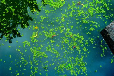 Pond Weed Removal - Weed Removal Cotuit, Massachusetts