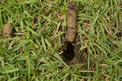 Aeration And Seeding - Aeration Candler, North Carolina