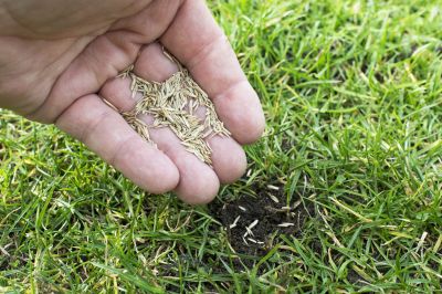 Pasture Grass Seeding - Lawn Seeding Junction City, Kansas