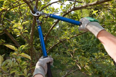 Hedge Pruning - Pruning West Sayville, New York