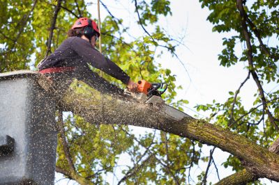 Birch Tree Removal - Tree Removal Service Manorville, New York
