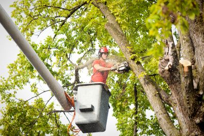 Apple Tree Trimming