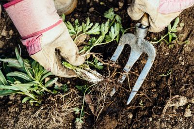 Garden Weed Removal - Weed Removal Cotuit, Massachusetts