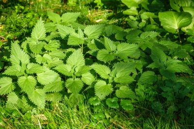 Stinging Nettle Weed Removal - Weed Removal Cotuit, Massachusetts