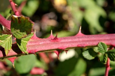 Thorny Weed Removal - Weed Removal Cotuit, Massachusetts