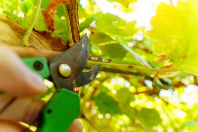 Vine Removal - Weed Removal Cotuit, Massachusetts
